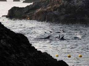 Dolphins are seen at a cove in Taiji, western Japan, January 21, 2014.    REUTERS/Adrian Mylne