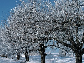 ice trees