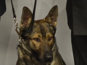 London police dog Wilco