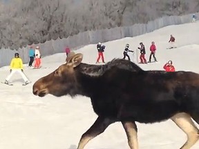 A moose on the loose in Quebec. (YouTube Screenshot)