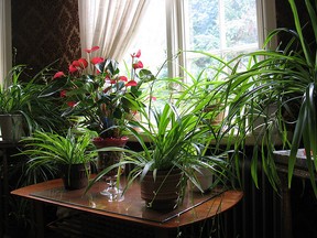 Houseplants not only add beauty indoors, they improve the health of our environments.