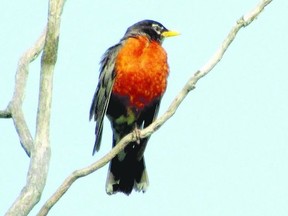 There have been American robin reports every week this month from across Southwestern Ontario, surprising birdwatchers. Many birders were also surprised by high numbers of robins on area bird counts in December. (Paul Nicholson, Special to QMI Agency)