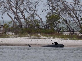 A dead pilot whale is seen on the beach on January 21, 2014 in Estero, Florida. Joe Raedle/Getty Images/AFP