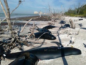 The carcasses of dead pilot whales are seen on the shore of Kice Island, off the coast of southwest Florida in this NOAA handout picture taken January 24, 2014.  (REUTERS/NOAA/Handout via Reuters)