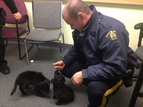 A Mountie saved three black puppies off the streets of Halifax Wednesday, Jan. 28, 2014. When they were brought into the detachment the dispatchers purchased food, treats, toys for the dogs and they were given a nice warm bath. (Photo: RCMP/Handout/QMI Agency).