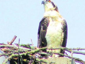 This being Super Bowl weekend, Seattle fans? favourite raptor would be the osprey ? also known as a seahawk. (Paul Nicholson, Special to QMI Agency)