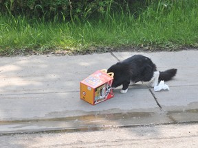 A cat enjoys a Happy Meal in Grande Prairie, Alta. in June 2011. DAN ILIKA/QMI AGENCY FILE PHOTO