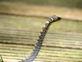 Paradise tree snake.

(Wikicommons)