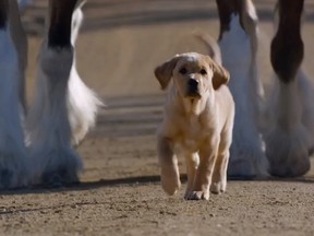 A still shot from the Budweiser Puppy Love ad for Super Bowl 2014.