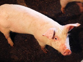 A swine virus that has resulted in millions of hogs being destroye in the United States has crossed the border with five confirmed cases in Ontario.