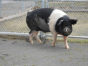 Ontario pork producers got another shot of bad news after a highly contagious piglet-killing disease was detected on a hog farm more than 200 kilometres away.

REUTERS/Cornell University