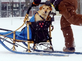 SnoFest 2014 Marmora - dog in sled