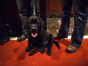 A Labrador Retriever puppy is seen at the American Kennel Club (AKC) in New York January 31, 2014. (REUTERS/Eric Thayer)