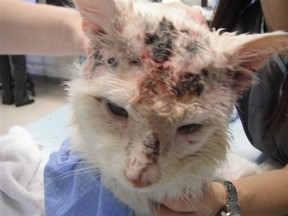 A young male cat, named Joe by staff at the Sarnia Humane Society animal shelter, was found Feb. 2 with 17 pellet wounds in his head. (Submitted photo)