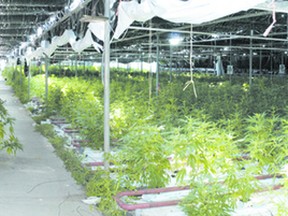 Four people pleaded guilty in a Simcoe courtroom on Monday, Jan. 6, 2014 to various charges related to a $17-million marijuana grow-op near Waterford. (Photo courtesy Ontario Provincial Police)