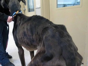 Files: Charlie, an emaciated 5-year-old dog, was near death when it was surrendered to the Ottawa Humane Society. (Submitted photo.)