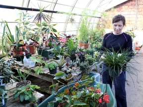 Horiculturalist Karen Schinners gets the City of Kingston's greenhouse ready for the upcoming open houses on Monday. The greenhouse will be open for each of the next five Sundays. 
IAN MACALPINE/KINGSTON WHIG-STANDARD/QMI AGENCY