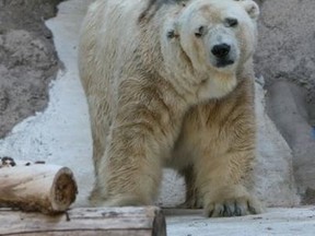 Arturo, a polar bear languishing in Argentina, could be coming to Winnipeg.