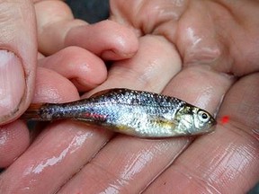The Oregon chub, a two-inch minnow found only in an Oregon valley, is seen in an undated U.S. Fish and Wildlife Service (USFWS) handout.  The Oregon chub will be the first fish removed from the federal threatened and endangered species list because it no longer faces extinction, the U.S. Fish and Wildlife Service announced on Tuesday.    

REUTERS/USFWS/Handout via Reuters