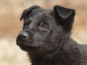 One of the 10 puppies the RCMP wants you to name. (RCMP/Handout)