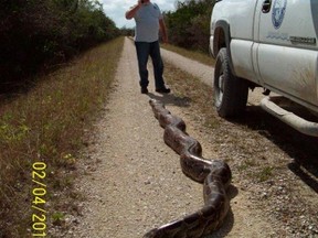 A near record-breaking Burmese Python measuring more than 18-feet long (5.5 meters) is shown in this January 4, 2014 handout photo provided by South Florida Water Management District January 5, 2014 in Everglades National Park near Miami, Florida. REUTERS/South Florida Water Management District/Handout via Reuters