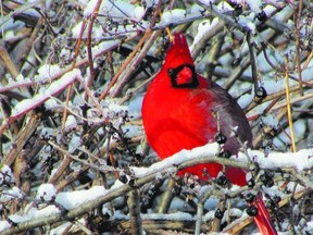 The northern cardinal is the species that was on most North American checklists in last year’s Great Backyard Bird Count. Dark-eyed juncos, mourning doves, downy woodpeckers and house finches were also on many Canadians’ checklists.
(Paul Nicholson/Special to QMI Agency)