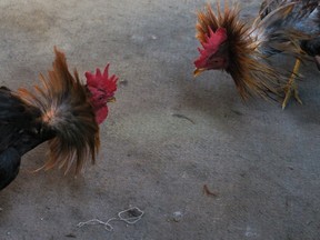 Roosters square off in this February 5, 2013 file photo. (REUTERS/Swoan Parker)