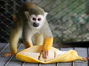 A male squirrel monkey eats a banana inside an open air enclosure at Royev Ruchey zoo in this June 22, 2012 file photo. (REUTERS/Ilya Naymushin)