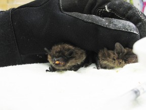 Toronto Wildlife Centre rescued more than 30 bats from extreme cold./Handout/QMI Agency