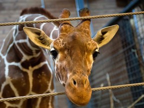 Marius the giraffe is pictured in Copenhagen Zoo February 7, 2014. REUTERS/Keld Navntoft/Scanpix Denmark