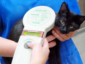 A stray cat gets scanned for a microchip. Microchipping is considered the most effective way for identifying your pet if it is lost. 
QMI AGENCY File