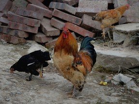 This photograph taken on February 3, 2014, shows chicken hens and a rooster in the village of Sirong, Guangxi Province. (AFP PHOTO/Mark RALSTON)