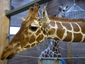 Picture taken on Febuary 7, 2014 shows a perfectly healthy young giraffe named Marius who was shot dead and autopsied in the presence of visitors to the gardens at Copenhagen zoo on Febuary 9, 2014 despite an online petition to save it signed by thousands of animal lovers. (AFP PHOTO/SCANPIX DENMARK/ KASPER PALSNOV)
