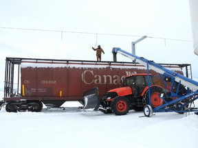 Brad Shura, a worker at the Sexsmith Seed Cleaning Co-op and his co-workers load grain and peas into a rail car that will be shipped to Abbotsford and Vancouver in January. A backlog in getting grain to market is creating concern among Peace Country producers. Randy Vanderveen/Special to Daily Herald-Tribune