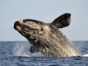 A southern right whale jumps in the Atlantic Sea, offshore Golfo Nuevo, near Argentina's Patagonian village of Puerto Piramides, June 17, 2011. (REUTERS/Maxi Jonas)