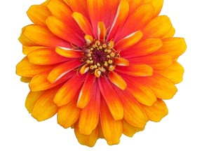 Zinnia