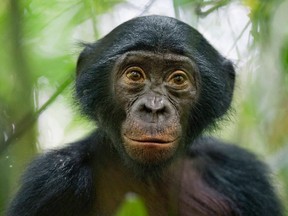 A five-year-old bonobo near the Kokolopori Bonobo Reserve in the Democratic Republic of Congo.

REUTERS/Christian Ziegler