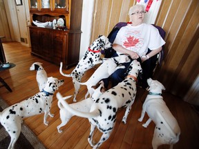 Miniature Dalmatians lover Carol Ovenden hands out treats to some of the 15 miniature and one standard black-spotted friends (four of them are hers) who are spending the Family Day weekend at her Oak Lake residence in Quinte West, Ont., Saturday, Feb. 15, 2014.  -  JEROME LESSARD/The Intelligencer
