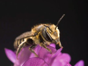 A new study shows nests of the alfalfa leafcutter bee contain plastic.