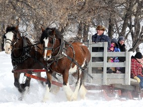 Rod Masse takes attendees at Festival Du Voyageur for a horse drawn sleigh ride in Winnipeg, Man. Monday February 17, 2014. (Brian Donogh/Winnipeg Sun/QMI Agency)