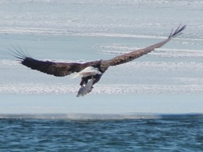 A bald eagle makes off with a fish it has just stolen from a duck on the St. Clair River. More than two dozen of the birds were recently spotted along the river, most of which were in the Stag Island area. SUBMITTED PHOTO