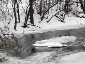 Jeff Tribe/Tillsonburg News
The Long Point Region Conservation Authority is monitoring conditions closely, in response to a weather forecast calling for above-freezing temperatures and up to 40 millimetres of rain on top of 2013/2014’s considerable snow pack.