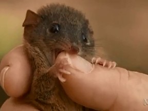 The Antechinus marsupial is pictured in this YouTube screengrab.