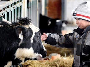 St. Aloysius Catholic School pupil Humberto Velazquez Ramos, 8, greets a holstein cow at the Klooster farm east of Stratford Wednesday as part of the annual Dairy Days program by the Perth County Dairy Producers Committee for local grade 3 classes. In addition to a visit to a dairy farm, youngsters participate in educational workshops on the dairy industry at Stratford Rotary Complex. (SCOTT WISHART/The Beacon Herald)