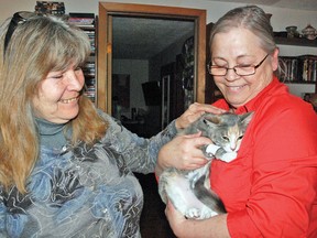 Heather Hazen, left, and Dianne Reibin comfort Molly, one of 10 feral kittens they saved before the onset of winter, after getting her spayed on Wednesday, Feb. 19. While Molly is spoken for, anyone interested in adopting one of the cats can contact Reibin at 403-485-2229. Hazen and Reibin say a program to spay and release feral cats would benefit the community.