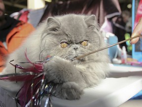 DJ, a five-month-old Blue Persian, plays with her toy in the sunlight during a break at the Canadian Cat Show at Portsmouth Olympic Harbour in Kingston on Saturday.
JULIA MCKAY/KINGSTON WHIG-STANDARD/QMI AGENCY