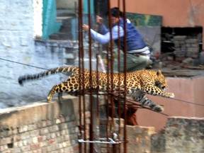 A leopard leaps across an under-construction structure, near a furniture market, as a bystander moves out of the way in Meerut on February 23, 2014. (AFP PHOTO)