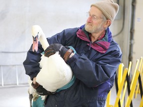 Ken Green, a volunteer with the Sandy Pines Wildlife Centre, carries a mute swan out of a garage at the Ravensview wastewater treatment centre, where the bird was found Monday morning. 
Elliot Ferguson The Whig-Standard