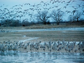 Thousands of sandhill cranes kettle from the Platte River at dawn near Kearney, Neb. WAYNE NEWTON PHOTO