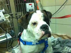 Tonka, an 11-month-old male American/English Bulldog, recovering after being shot on Saturday, February 22, 2014.
